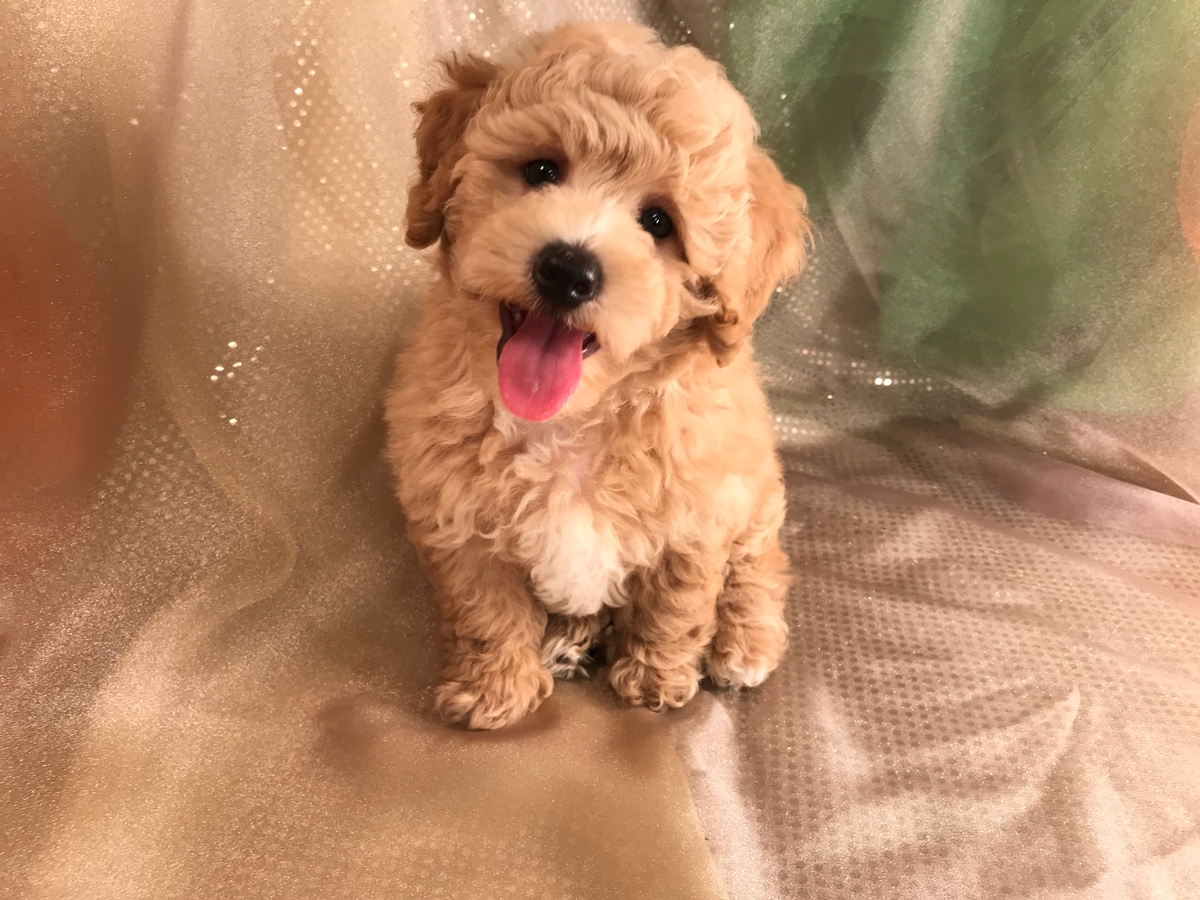 Bichon Poodle Puppy for Sale 5-6-2019 $975